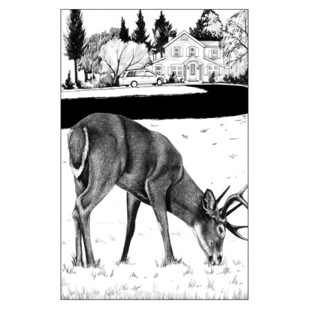 Ink Dwell (Jane Kim), ‘White-tailed Deer in New England’, 2021