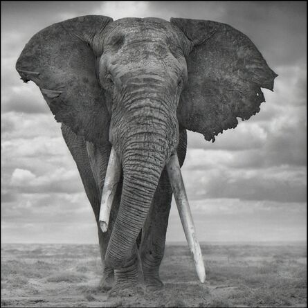 Nick Brandt, ‘Elephant Sails’, 2008