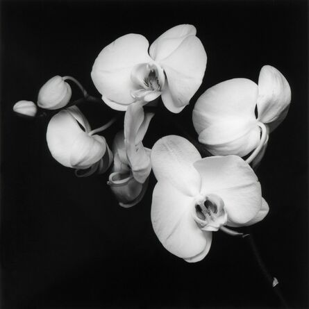 Robert Mapplethorpe, ‘Orchid’, 1989