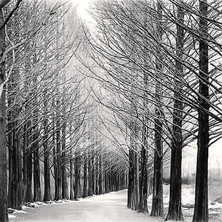 Michael Kenna, ‘Alley of Trees, Damyang, Jeollanamdo, South Korea’, 2012