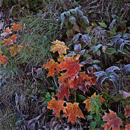 Roberta Bondar, ‘Frosted Maple Leaves’, Printed: 2010-Photographed: 1997