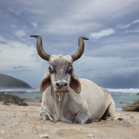 Daniel Naudé, ‘Xhosa ox sitting on the shore. Hluleka, Eastern Cape, South Africa’, 2019