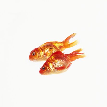 Phil-Hee Kong, ‘Gold Fish’, 2014