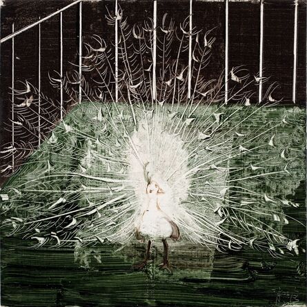 Xiao Zheluo 肖喆洛, ‘Colorless Peacock’, 2012