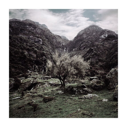Bernhard Quade, ‘Valley Tree, New Zealand’, 2015