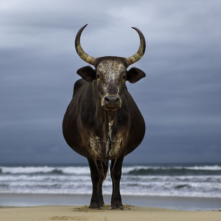 Daniel Naudé, ‘Xhosa cow on the shore. Eastern Cape, South Africa’, 2018