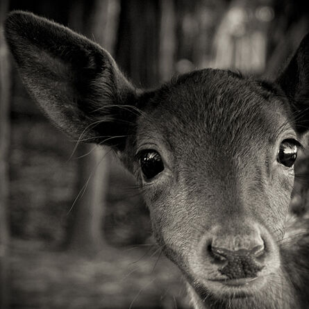 Paul Coghlin, ‘Inquisitive Fawn’, 2004