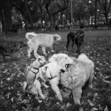 Rosalind Fox Solomon, ‘Washington Square Dogs, New York, New York, USA’, 1986