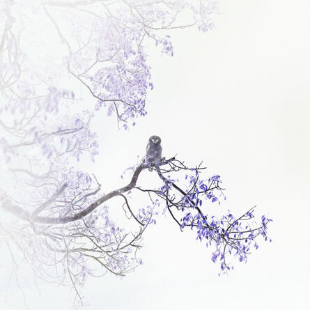 Itamar Freed, ‘Barred Owl’, 2019