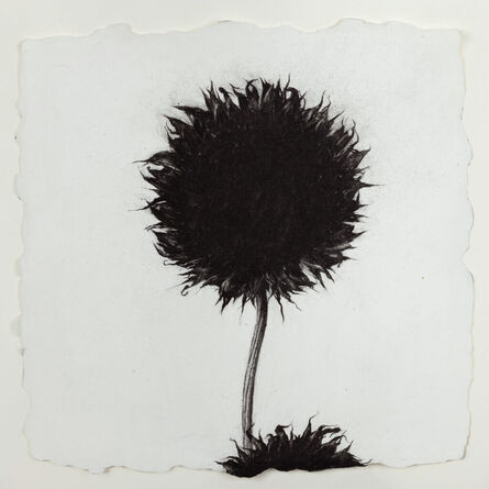 Kathy Moss, ‘Sunflower’, 2023
