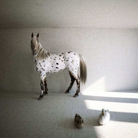 Kerem Ozan Bayraktar, ‘A horse, a duck and a goose’, 2013