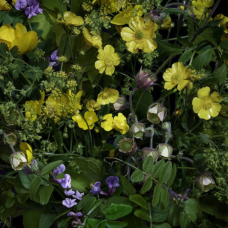 T.M. Glass, ‘Buttercups and Other Wildflowers’, 2019