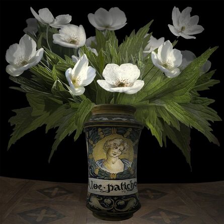 T.M. Glass, ‘Anemone Canadensis in an Italian Pharmaceutical Vessel’, 2017