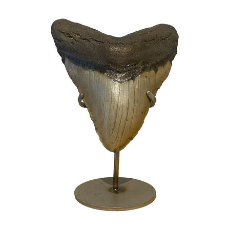 Natural History, ‘Fossilised Megalodon Shark Tooth’, 23 million years old