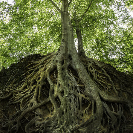 Robert Llewellyn, ‘Medusa Tree’, ca. 2015-2020