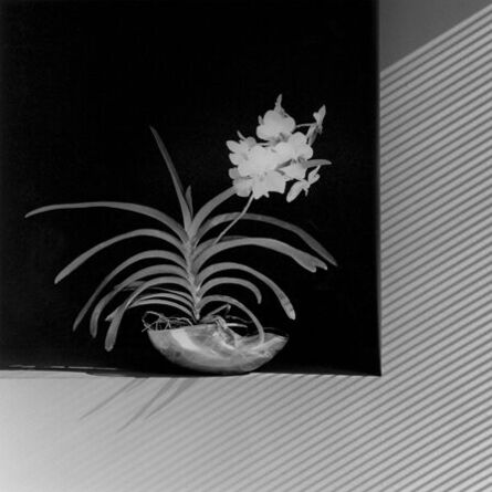 Robert Mapplethorpe, ‘Flower’, 1986