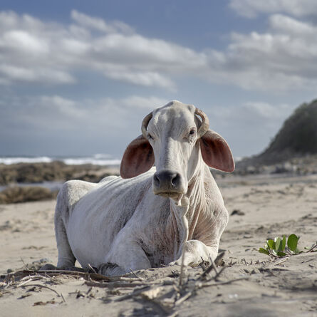 Daniel Naudé, ‘Xhosa cow sitting on the shore. Mnenu river mouth, Eastern Cape, South Africa’, 2019