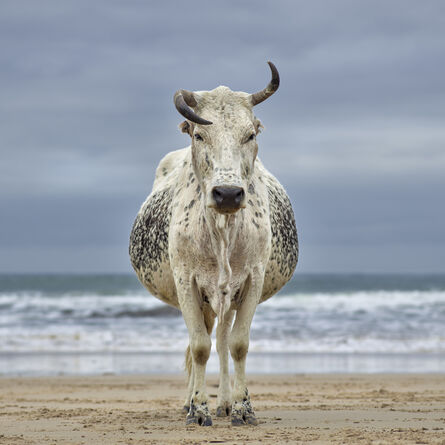 Daniel Naudé, ‘Xhosa Nguni cow on the shore. Qoloha, Eastern Cape, South Africa’, 2018