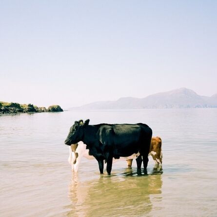 Muir Vidler, ‘Cows, Sea, Isle of Muck’, 2014