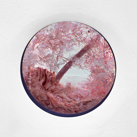 Patrick Jacobs, ‘Pink forest with brackets’, ca. 2019