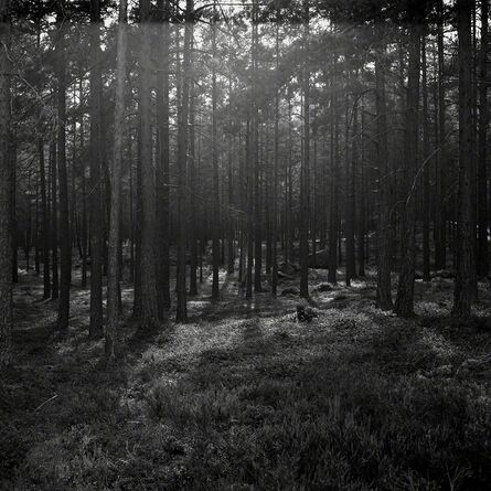 Astrid Kruse Jensen, ‘The Forest’, 2015