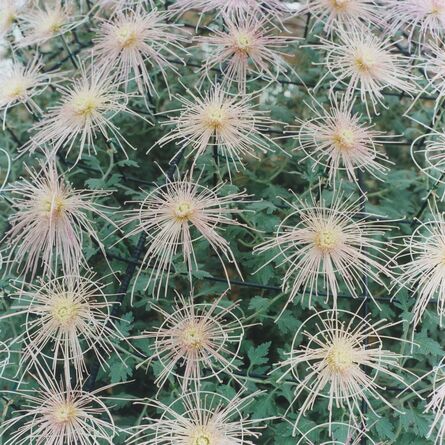 Rinko Kawauchi, ‘Untitled, from the series "AILA"’, 2005