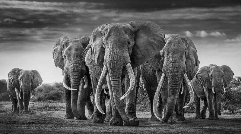David Yarrow, ‘The Mob’, 2017-2020, Photography, Museum Glass, Passe-Partout & Black wooden frame, Leonhard's Gallery
