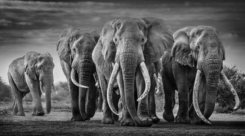 David Yarrow, ‘Squad’, 2018, Photography, Museum Glass, Passe-Partout & Black wooden frame, Leonhard's Gallery