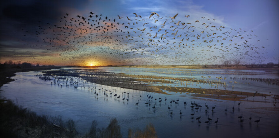 Sandhill Cranes, Rowe Sanctuary, Nebraska, Day to Night