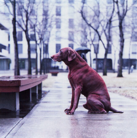 William Wegman, ‘Red Dog, (From Man Ray: A portfolio of 10 Photographs)’, 1982