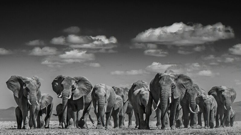 David Yarrow, ‘Elephant Uprising ’, 2016, Photography, Archival Pigment Print, Maddox Gallery