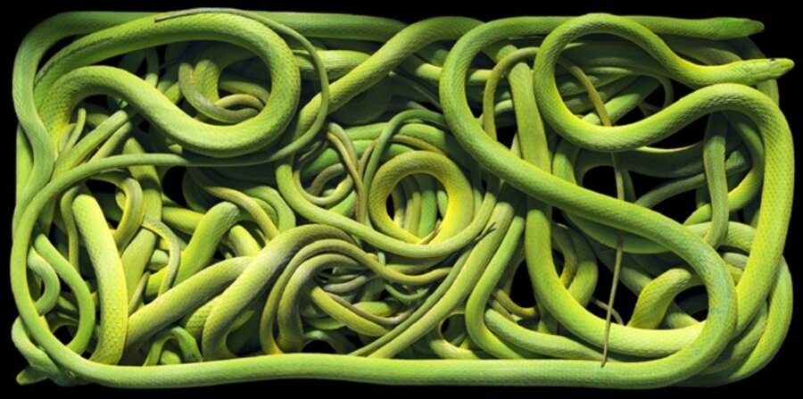 Green Rough Snakes