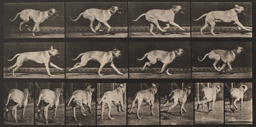 Plate 707, Animal Locomotion: "Dread" galloping