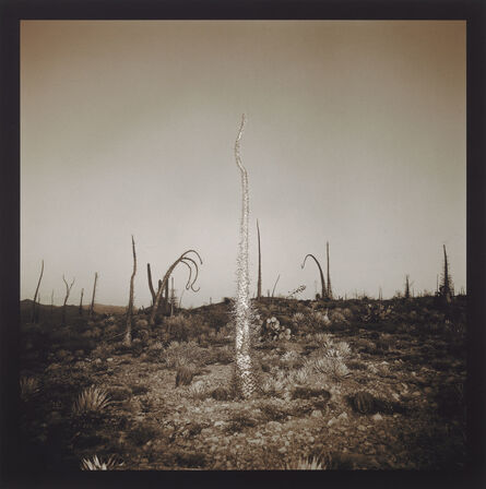 Richard Misrach, ‘Boojum Tree’, 1976-2001
