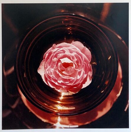 Peter C. Jones, ‘Scepter'd Isle Rose Large Format Flower Photo 24X20 Color Photograph Beach House’, 2000-2009