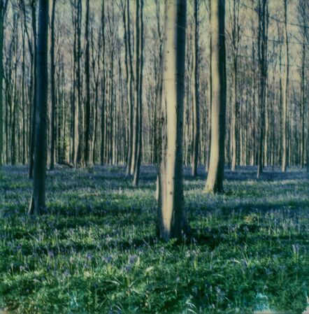 Kirsten Thys van den Audenaerde, ‘Bluebell Dream - Contemporary, Landscape, trees, Polaroid, 21st Century, Blue’, 2017