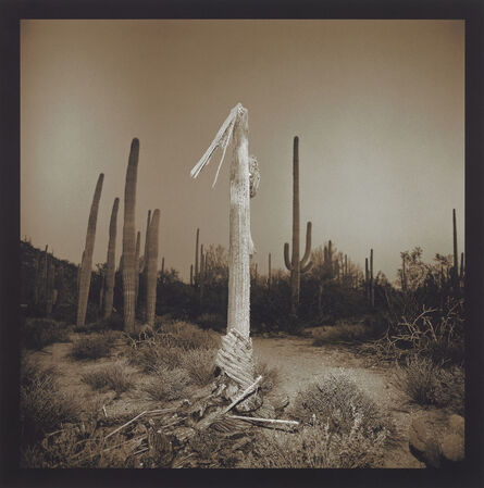 Richard Misrach, ‘Saguaro Cactus’, 1975 -2001