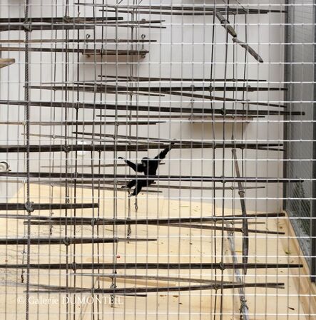 Eric Pillot, ‘Gibbon and Cage’, 2012