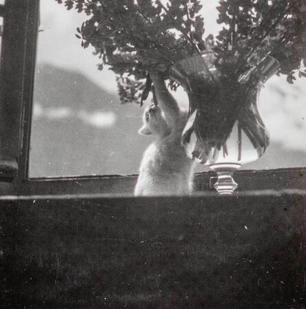 Dora Maar, ‘Savoie Cat (Chat Savoie) I’, ca. 1935