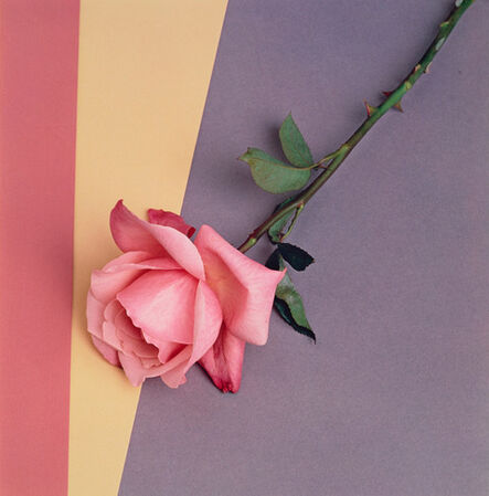 Robert Mapplethorpe, ‘Rose’, 1987