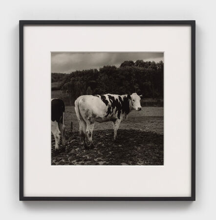 Peter Hujar, ‘Black and White Cow, Hyrkin Farm’, 1978