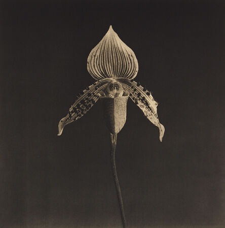 Robert Mapplethorpe, ‘Orchid’, 1987