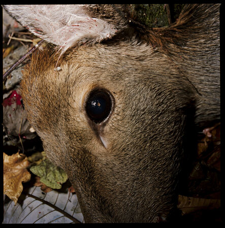 Masaru Tatsuki, ‘A Deer Shot Dead, Kamaishi, Iwate’, 2009