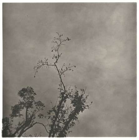 Lu Yanpeng, ‘Mountain - Mist Series - Mist - Branches No. 3’, 2010