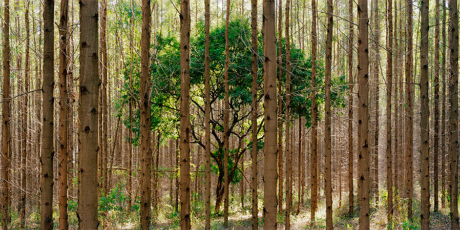 Sufocamento #11,Hardwood Series.