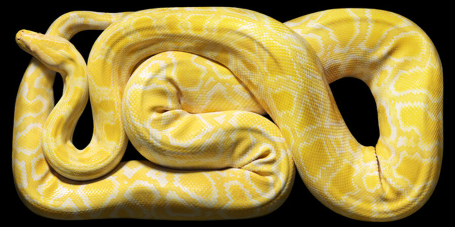 Albino Burmese Python