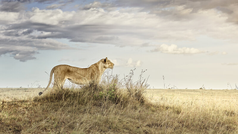 David Burdeny, ‘Lioness in repose, Maasai Mara, Kenya, Africa’, 2019, Photography, Archival Pigment Print, CHROMA GALLERY