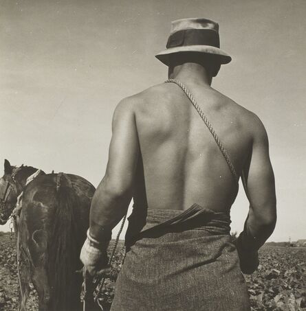 Dorothea Lange, ‘Spring Plowing, Cauliflower Fields, Guadalupe, California’, 1937