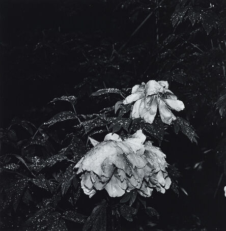 Issei Suda, ‘Yugano, Shizuoka, 1981 (flower)’