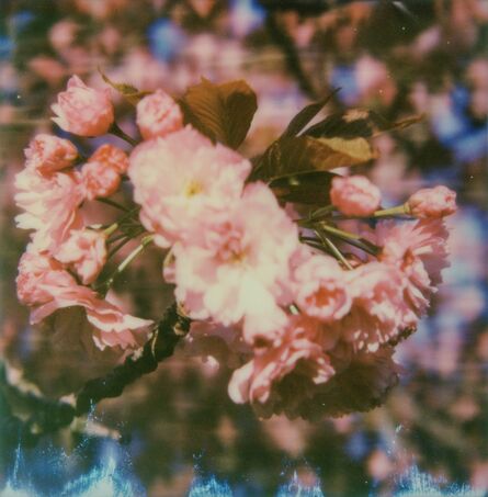 Kirsten Thys van den Audenaerde, ‘Burst - Contemporary, Landscape, Flower, Landscape, Polaroid, Color, Spring’, 2016
